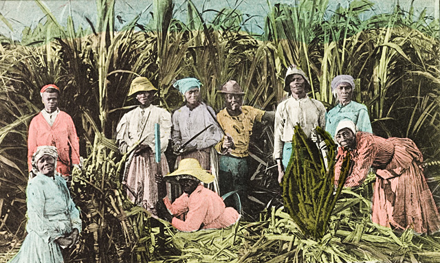jamaica 1905 cane cutters